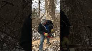 This Ash Tree Decided to Barber Chair on Grandpa chainsaw chainsawman [upl. by Jezebel278]