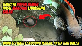 LANGKA❗LIMBATA JUMBO Hasil MANCING Langsung AKTIF amp GALAK [upl. by Eirrek]