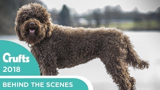 Meet the Barbet  Crufts newest dog  Crufts 2018 [upl. by Salisbarry]