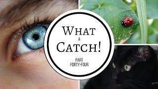 What a Catch Part 44  A Miraculous Ladybug Fanfiction [upl. by Ender]