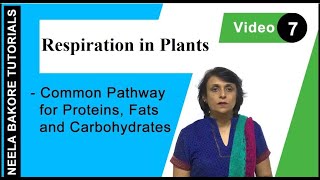 Respiration in Plants  NEET  Common pathway for Proteins Fats and Carbohydrates  Neela Bakore [upl. by Netsirc]