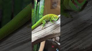 229 Day Gecko Sound🦎 [upl. by Cloots168]