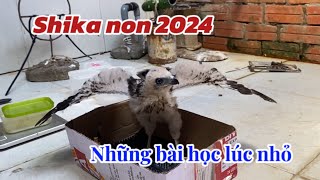 Shika non 2024  2942024  Những bài học quan trọng khi còn bé [upl. by Ennovahc891]