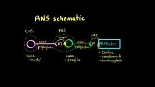 Schneid Guide to Autonomic Nervous System Anatomy Framework [upl. by Bonar]