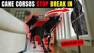 Cane Corsos REACT Simulated BREAK IN canecorso dog [upl. by Eecram]