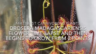 Drosera madagascariensis flower timelapse and grows from to points [upl. by O'Brien]