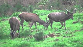 De mooiste dieren van vier dagen spotten in de Ardennen [upl. by Onin809]