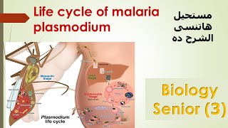 Malaria plasmodium life cycle 3rd secondary [upl. by Curzon]