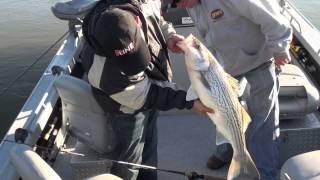 Sacramento River Stripers [upl. by Cynar]