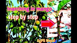 Inarching or Approach Grafting in Mango Step By Step  AgPS Nepal [upl. by Norvall]