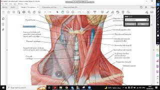 Carotid sheath [upl. by Ellynn]