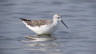 Marsh Sandpiper Tringa stagnatilis [upl. by Tehcac153]