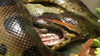 must see20 ft anacona eating a big animal anaconda tragando animal [upl. by Stier302]