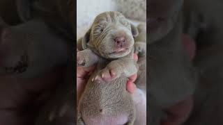 5 Beautiful baby Weimaraners at 5 days of age [upl. by Sirraj]