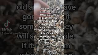 Do Moringa Seeds go bad moringaseeds moringa moringatree moringaleaves moringapowder seeds [upl. by Rosabelle]