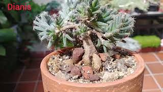 Como cuidar la suculenta trichodiadema densum o más conocida como bonsai africana Suculentas [upl. by Dnar]