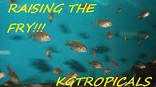 How to breed African Cichlids Part 7 quotRaising the fryquot [upl. by Adnorehs257]