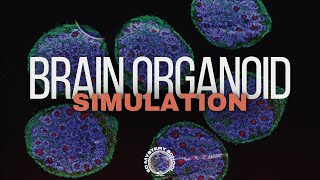 Brain Organoids Simulation 5D Mystery School 🕳️🐇 ai [upl. by Luanni424]