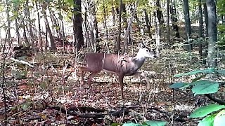 Getting stickbow close Traditional bowhunting on the ground [upl. by Nodmac123]