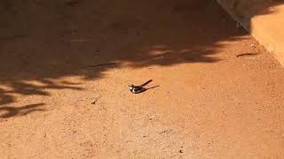 Motacilla aguimp  lavandera africana  African pied wagtail [upl. by Trepur384]