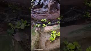 Snake garden in morocco agadir [upl. by Leribag36]