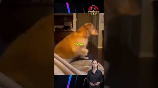 Le dan MIEDO las PELICULAS El Golden Retriever que ha conquistado a los usuarios de redes perro [upl. by Brent]