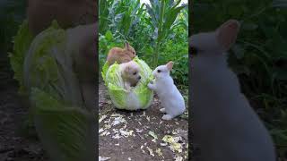 Cut baby cute petrabbit houserabbit animals rabbite pets bunny rabbit coelhinho bunnykoni [upl. by Lindberg]