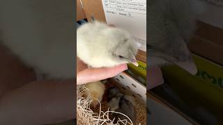 Meyer Hatchery Chicks Delivered chickens farm farming [upl. by Shanks]