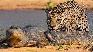 Un jaguar attaque un caïman   ZAPPING SAUVAGE [upl. by Stefa]