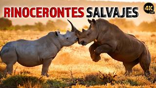 ¡Rinocerontes Salvajes en su Hábitat Natural  Documentales Completos en Español [upl. by Ailongam]