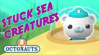 Octonauts  Stuck Sea Creatures  Octonauts Here to Help [upl. by Kissee]