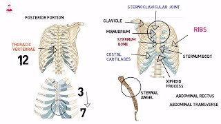 القفص الصدري  thoracic cage [upl. by Jackqueline]