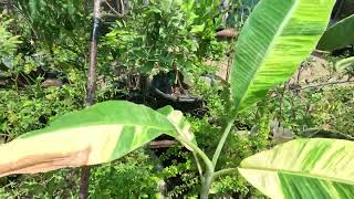 A Variegated banana plant LOVE full sun amp also thrive in partial shade [upl. by Stacee]