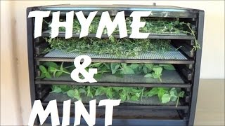 Dehydrating Thyme and Mint [upl. by Anaiuq500]