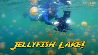 Palau Jellyfish Lake Would you swim with a million jellyfish [upl. by Garnett423]