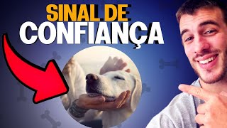 5 Sinais Que o Seu Cachorro Confia Em Você [upl. by Janet]