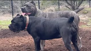 CANE CORSO Reunited with Her PACK Preventing Dog Aggression [upl. by Hak]