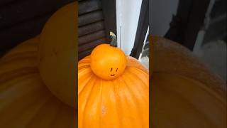 RIP pumpkin meme trend funny memes halloween cute [upl. by Akcebar]