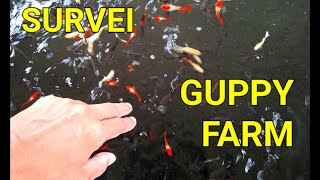 KEGIATAN DI FARM GUPPY YOZ EGA [upl. by Sakul]