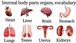 40 Basic Parts Of Body  Daily use English  Listen And Practice Internal Body Partsbodyparts [upl. by Pepi]