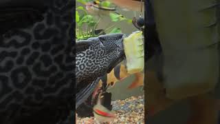 Monster Pleco feasts on zucchini tropicalfishtank aquariumfish freshwaterfish pleco plecofish [upl. by Eeldivad]