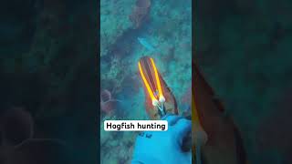 “Hog” hunting hogfish fishing freedivingspearfishing spearo freediving hoghunting gopro [upl. by Carola]