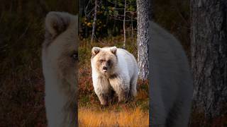 The Elusive Spirit Bear Finlands Rare Photography Adventure [upl. by Liuka]