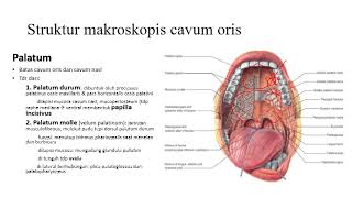 Anatomi Cavum Oris [upl. by Margot109]