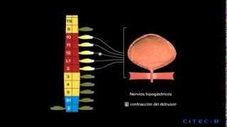 La micción 4  Fisiología de la micción [upl. by Leoy]