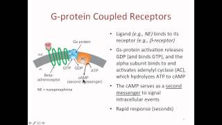 Drug Receptors [upl. by Llerreg]