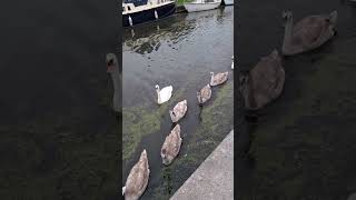 Only 6 cygnets with Cloud and Skye Sankey canal Penketh [upl. by Ehcnalb363]