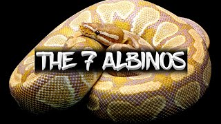 The 7 Albinos Ball Pythons [upl. by Zzaj542]