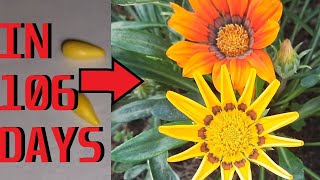 How to grow Gazania from seeds [upl. by Saloma]