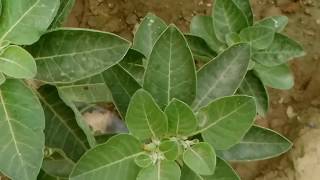 अश्वगंधा 🐸 को लगाए और 😵चमत्कारिक फायदे पाएं  Best AYURVEDIC plant  Ashwagandha Ash [upl. by Erialc]